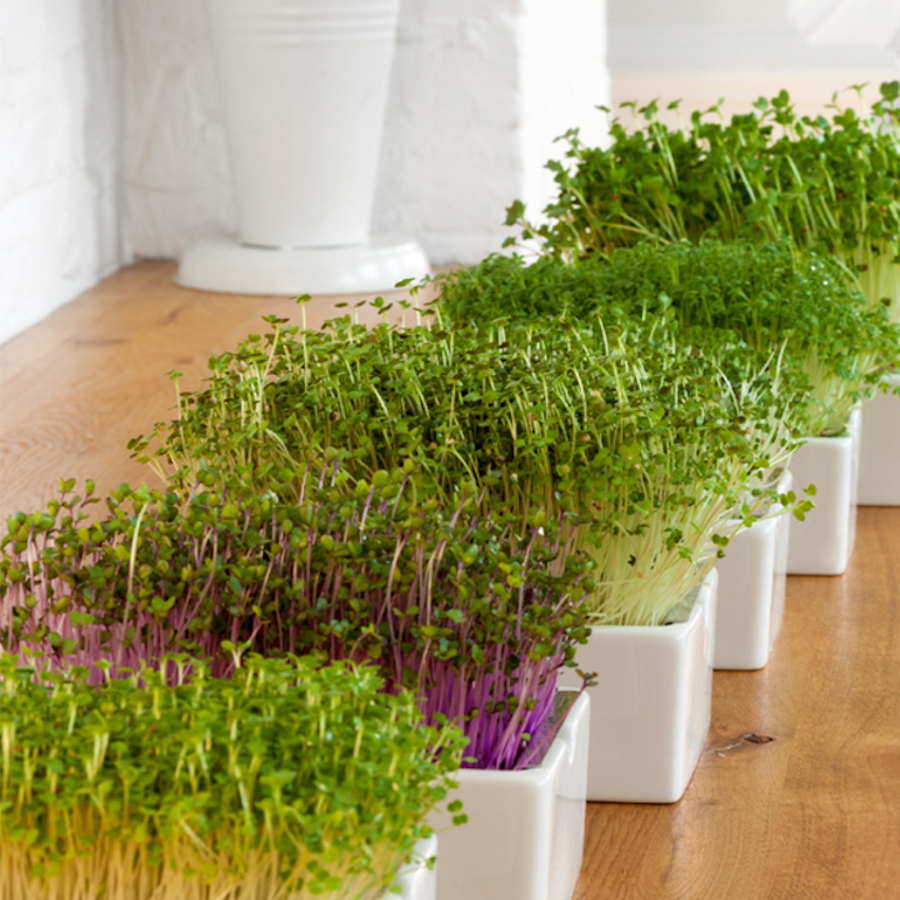 Urban Eden - Microgreens Homegrowing Saatpad Set