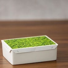 urban eden: Anleitung für Microgreens Homegrowing Set - Schirtt 3
