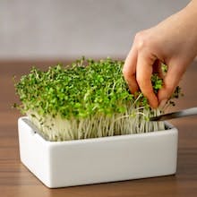 urban eden: Anleitung für Microgreens Homegrowing Set - Schritt 5