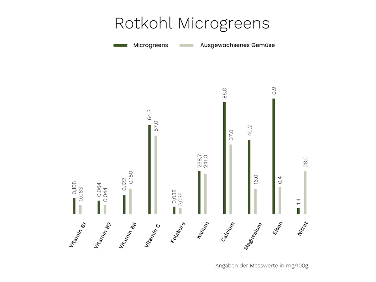 Microgreens Rotkohl