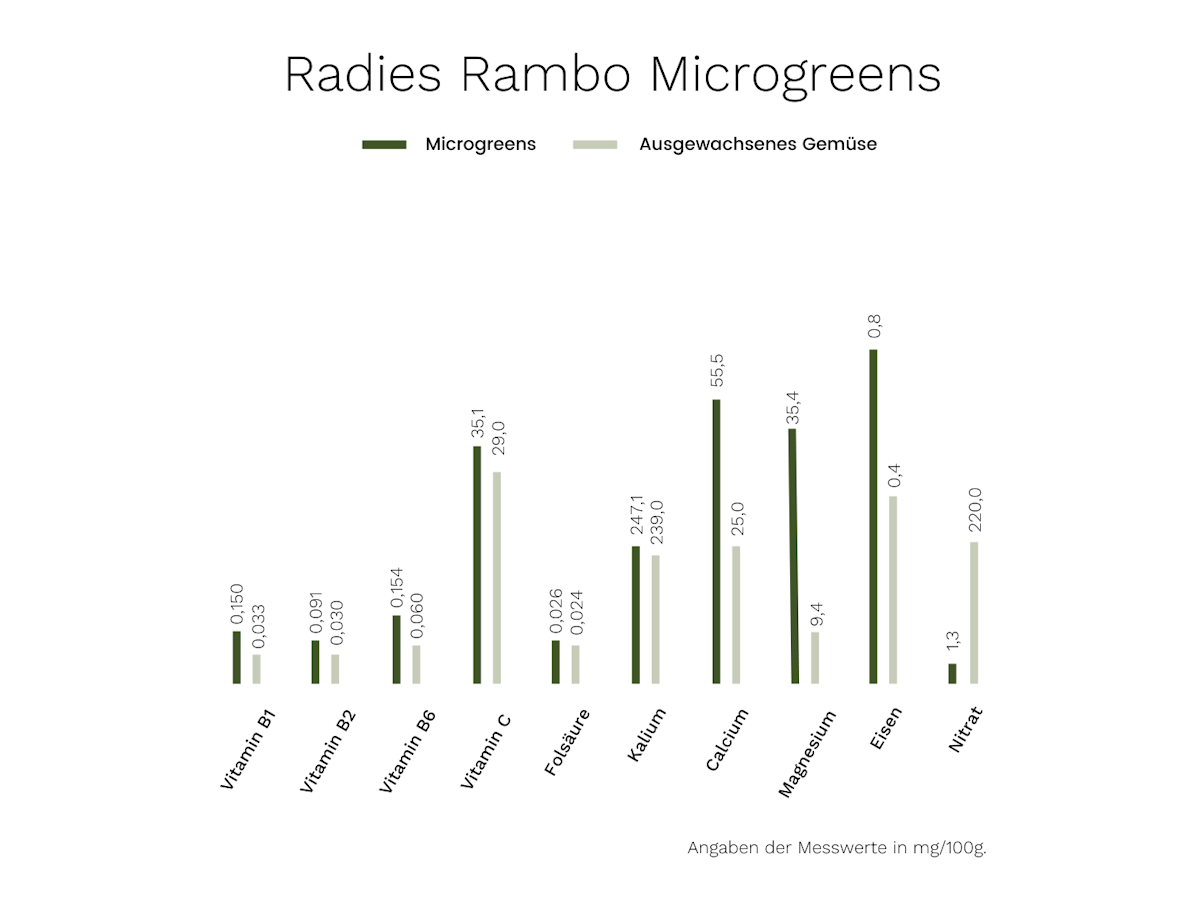 Microgreens Radies