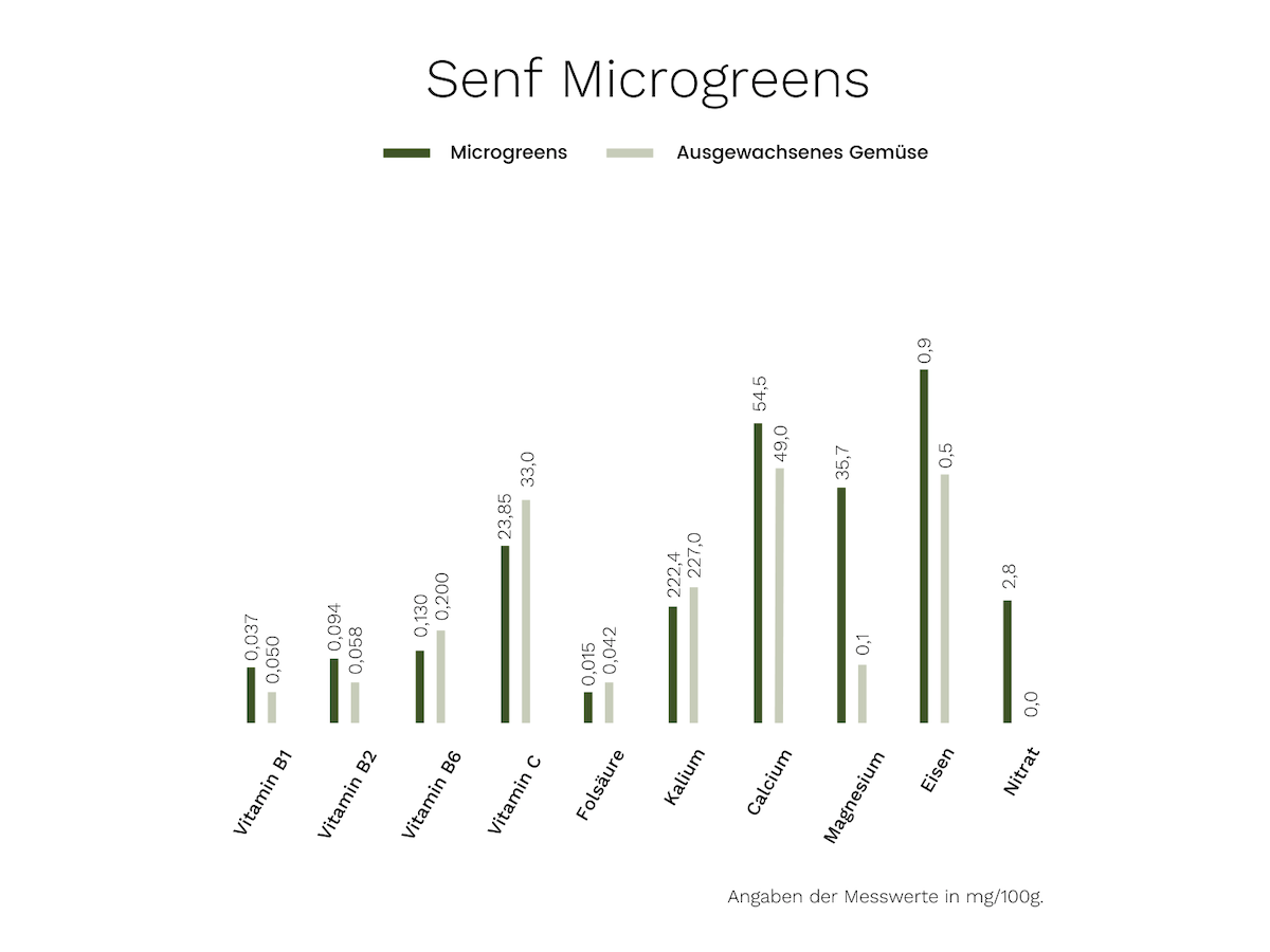 Microgreens Senf