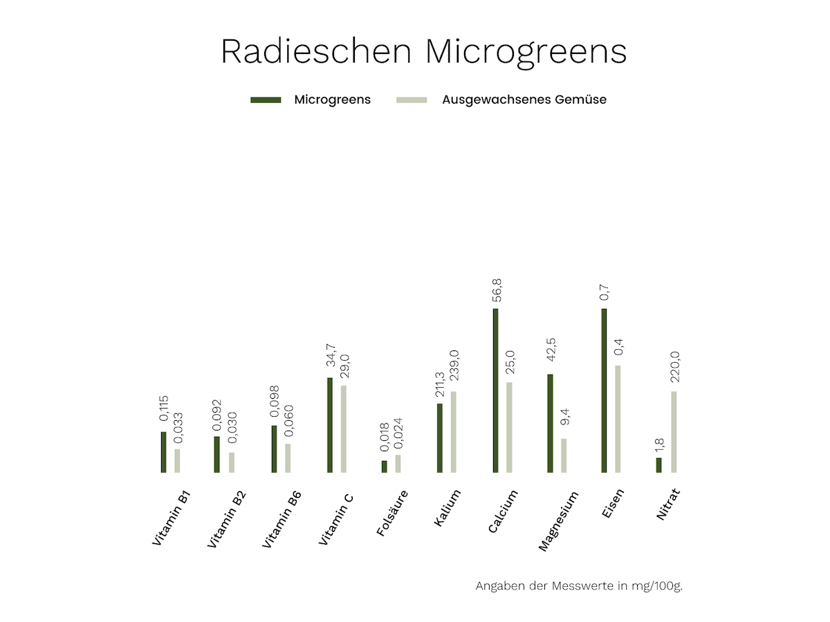 Microgreens Radieschen