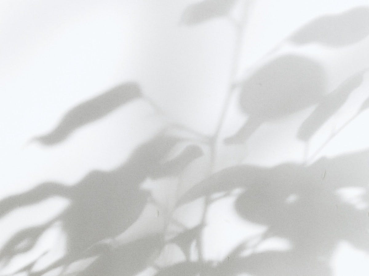 Graue Schatten von einer Pflanze auf weißem Hintergrund.