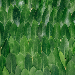 Icon Ho-Blätter gehören zu den Monoterpenolen, sie wirken entspannend und seelisch stark aufrichten.